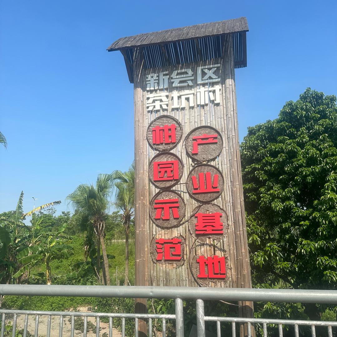 新会陈皮8号柑农权哥