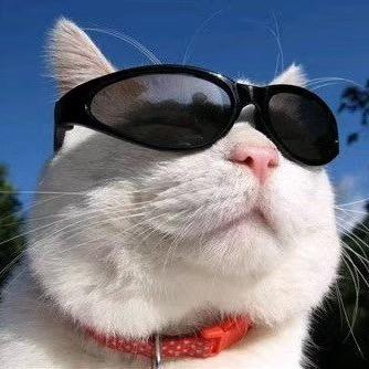 山上黑猫兄