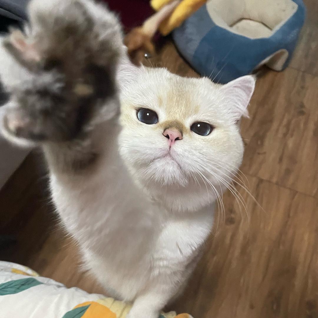 萝卜璐猫舍
