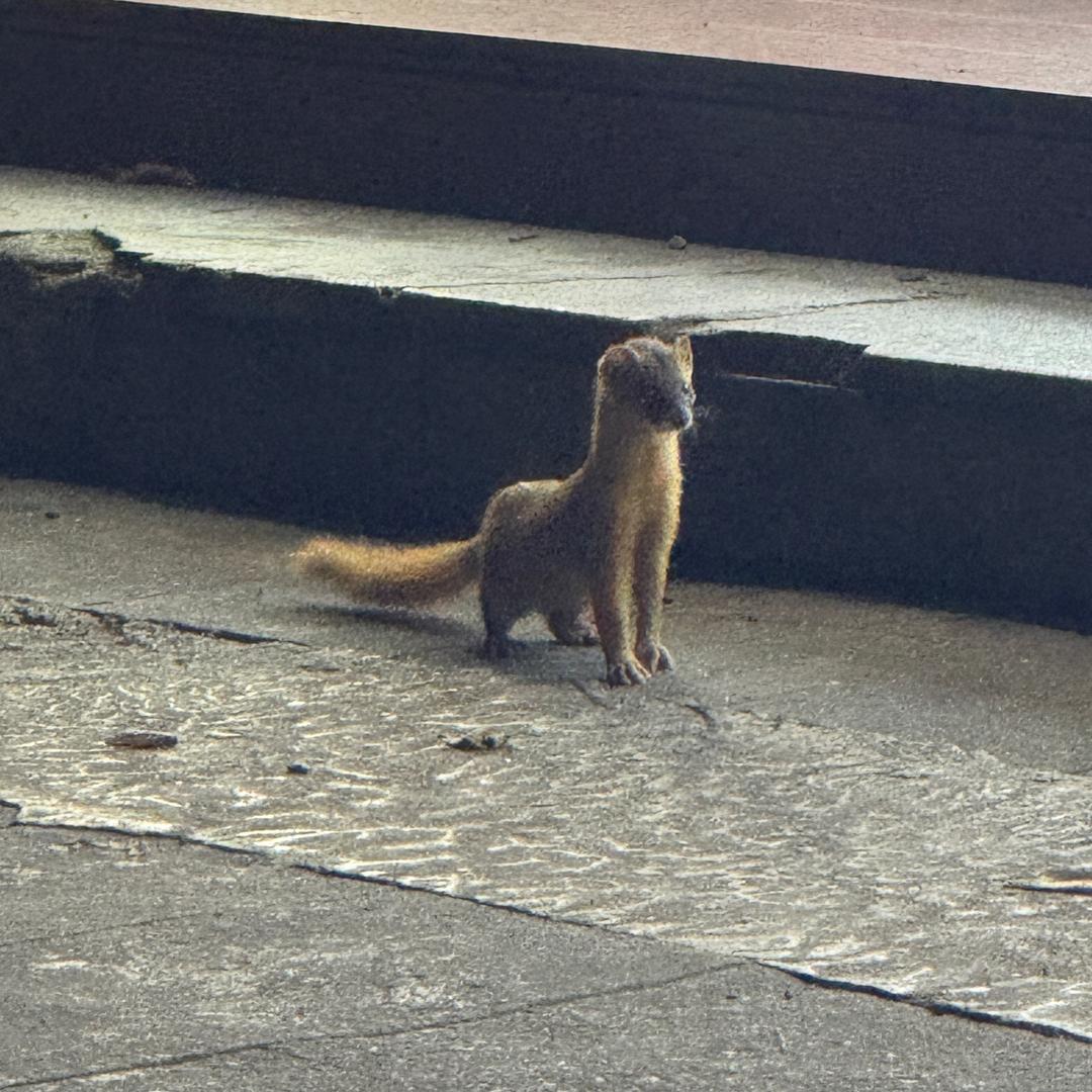 满山的猴子俺最跳脱
