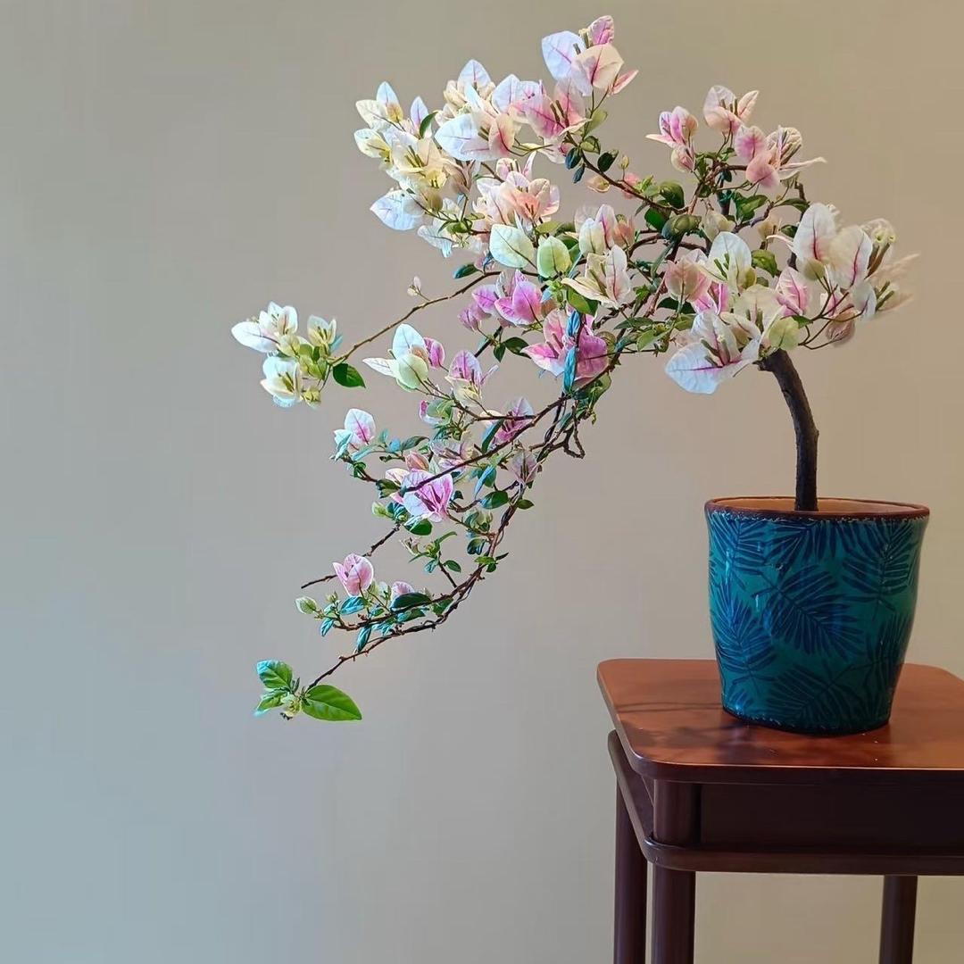 喜洋洋花房姑娘园艺三角梅