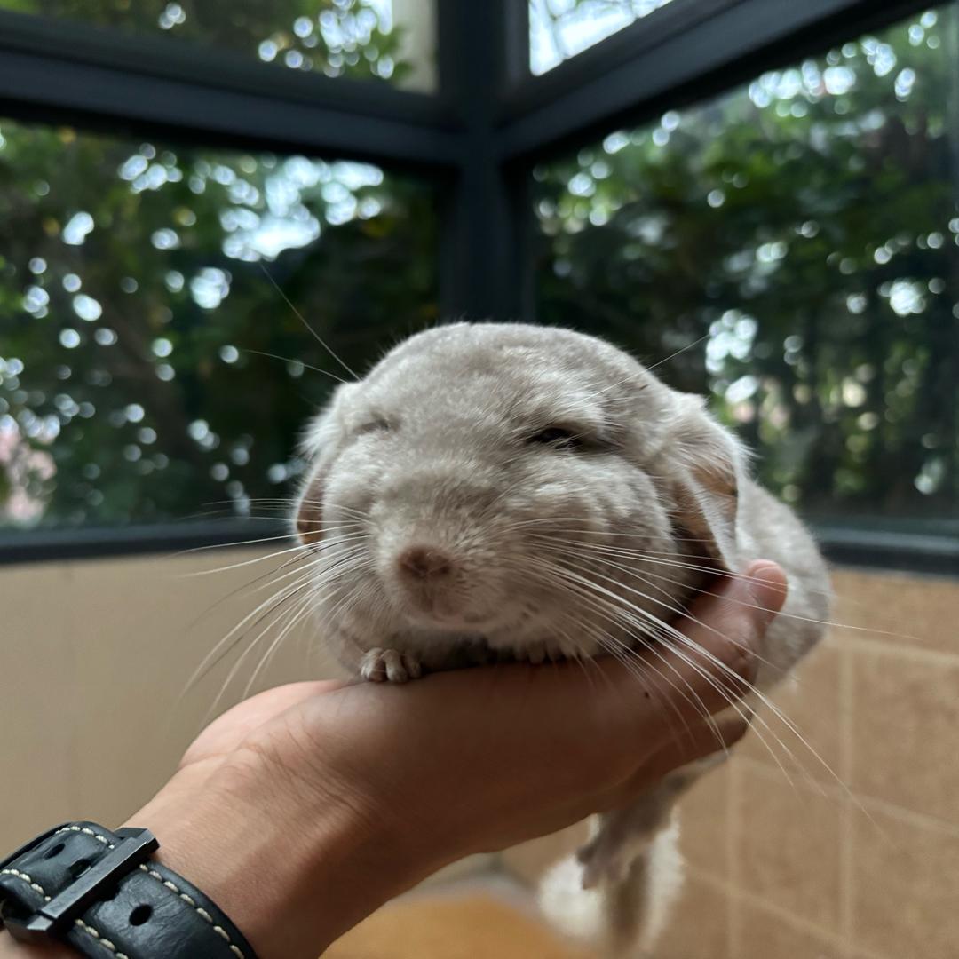 秀才嘚吧嘚