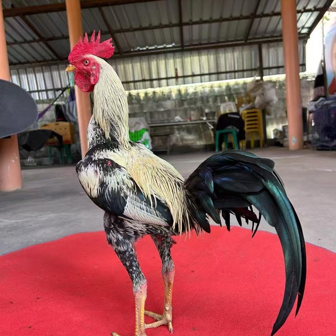 大冠斗鸡苗木专场