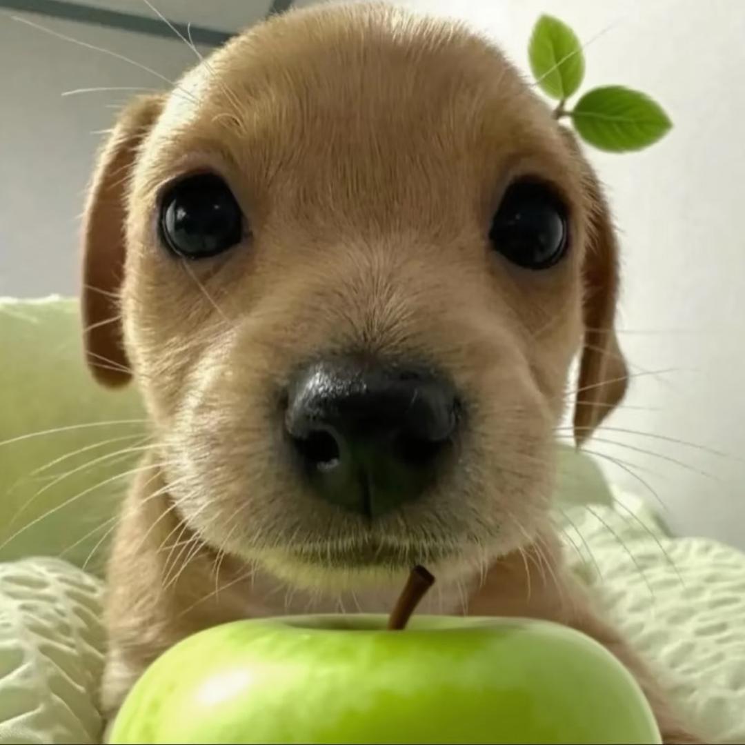 贴