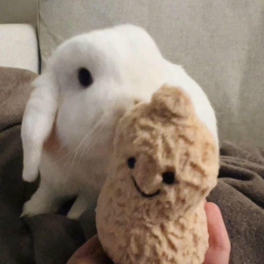 KiKi🐰