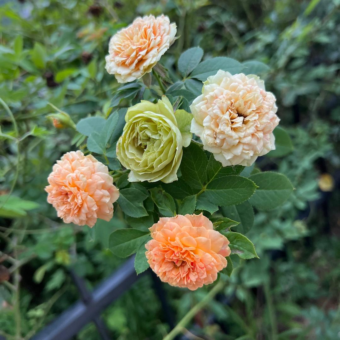 🌈忽必烈烈🌈