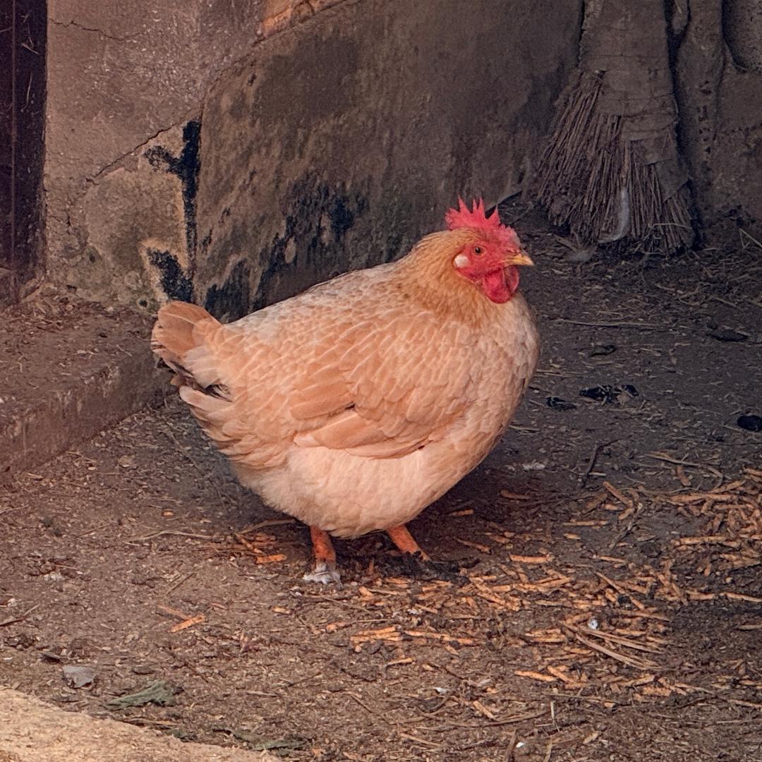 Chicken