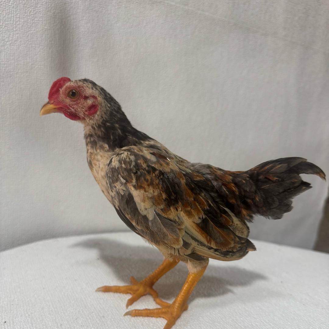 越南小竹鸡（桂E）