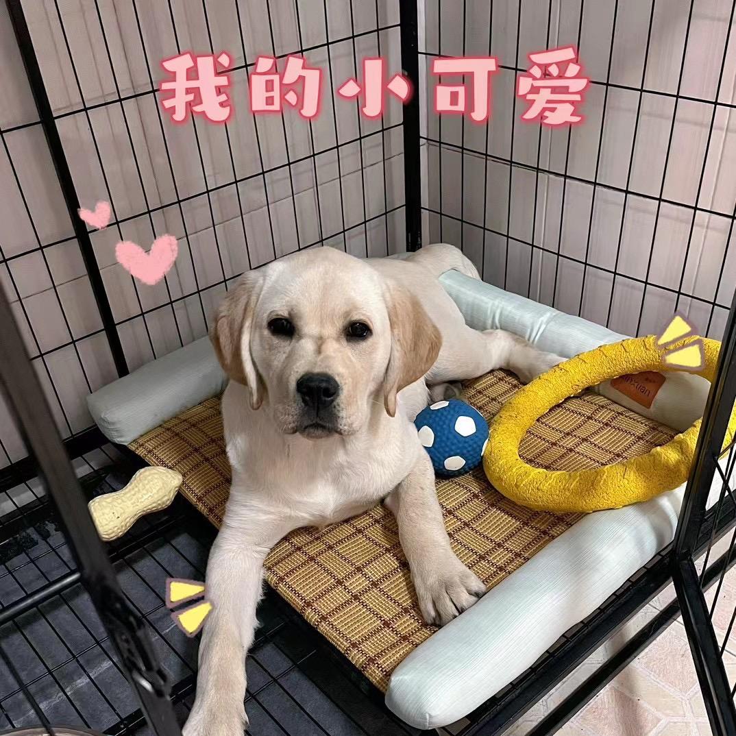 拉不拉多十一