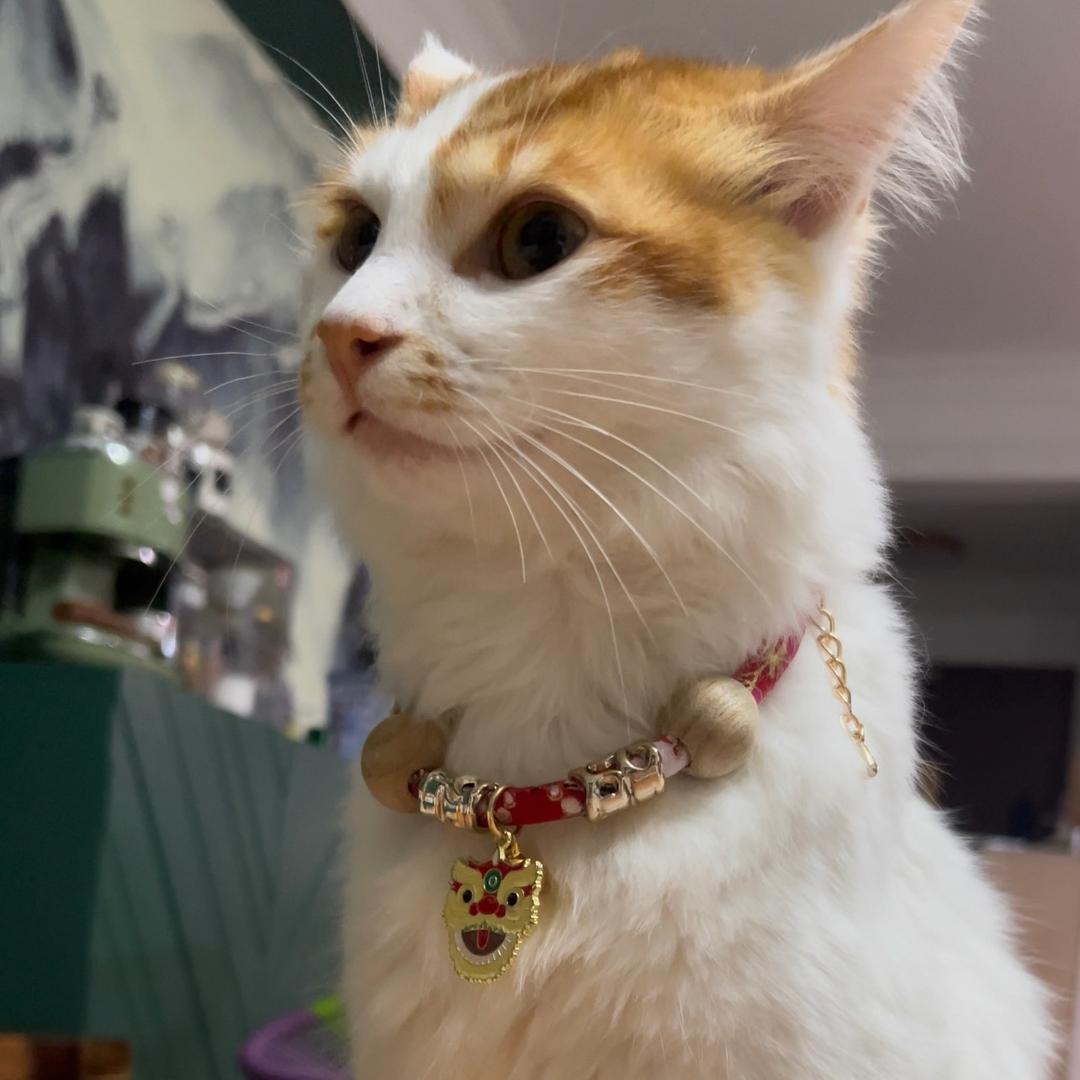 盘宝的美好生活