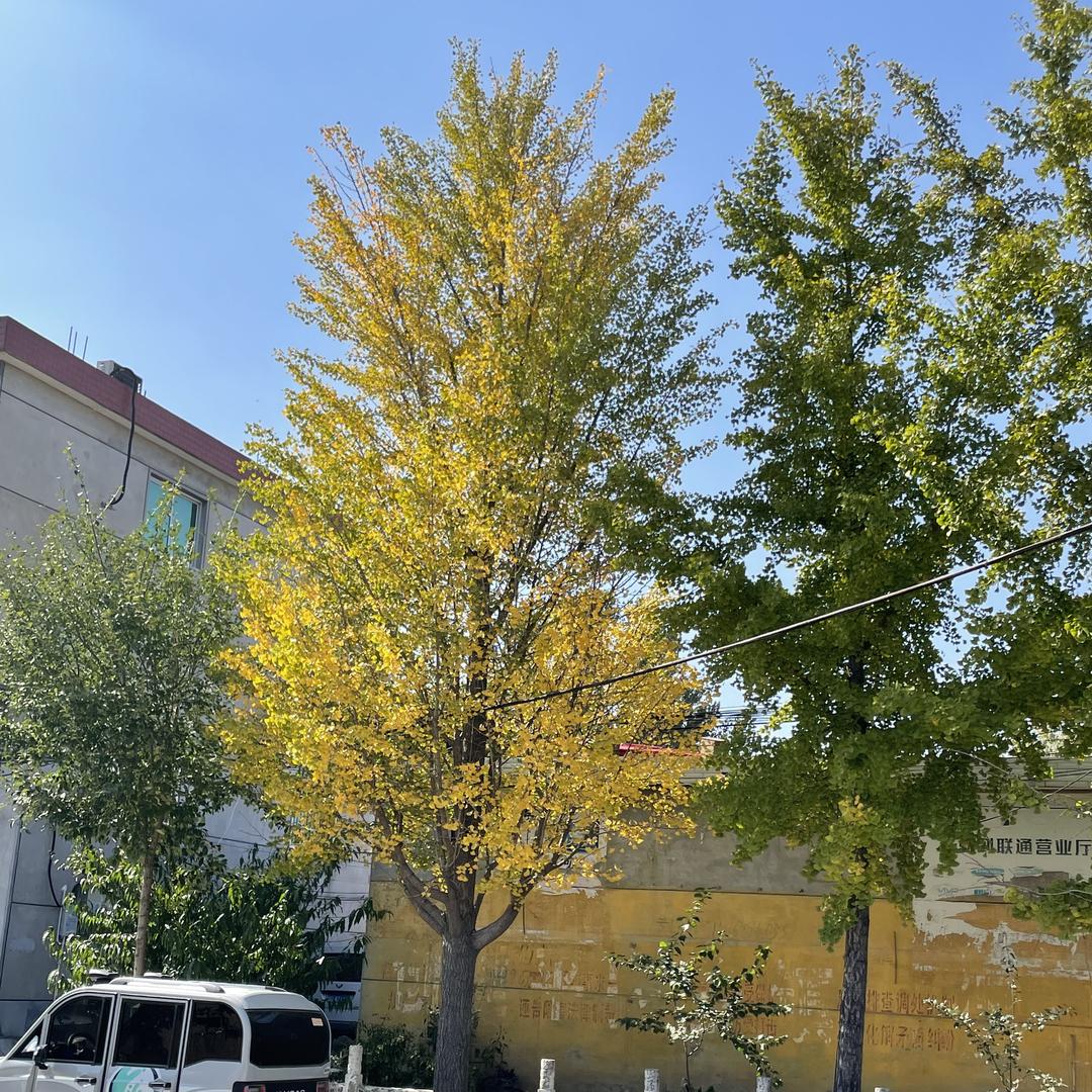 句可怡篇果树苗木专卖店