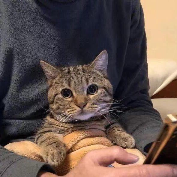 满山猴子，我腚最红头像