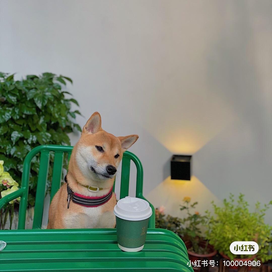 yoyo. LXS𓆡𓆝𓆟𓆜𓆞