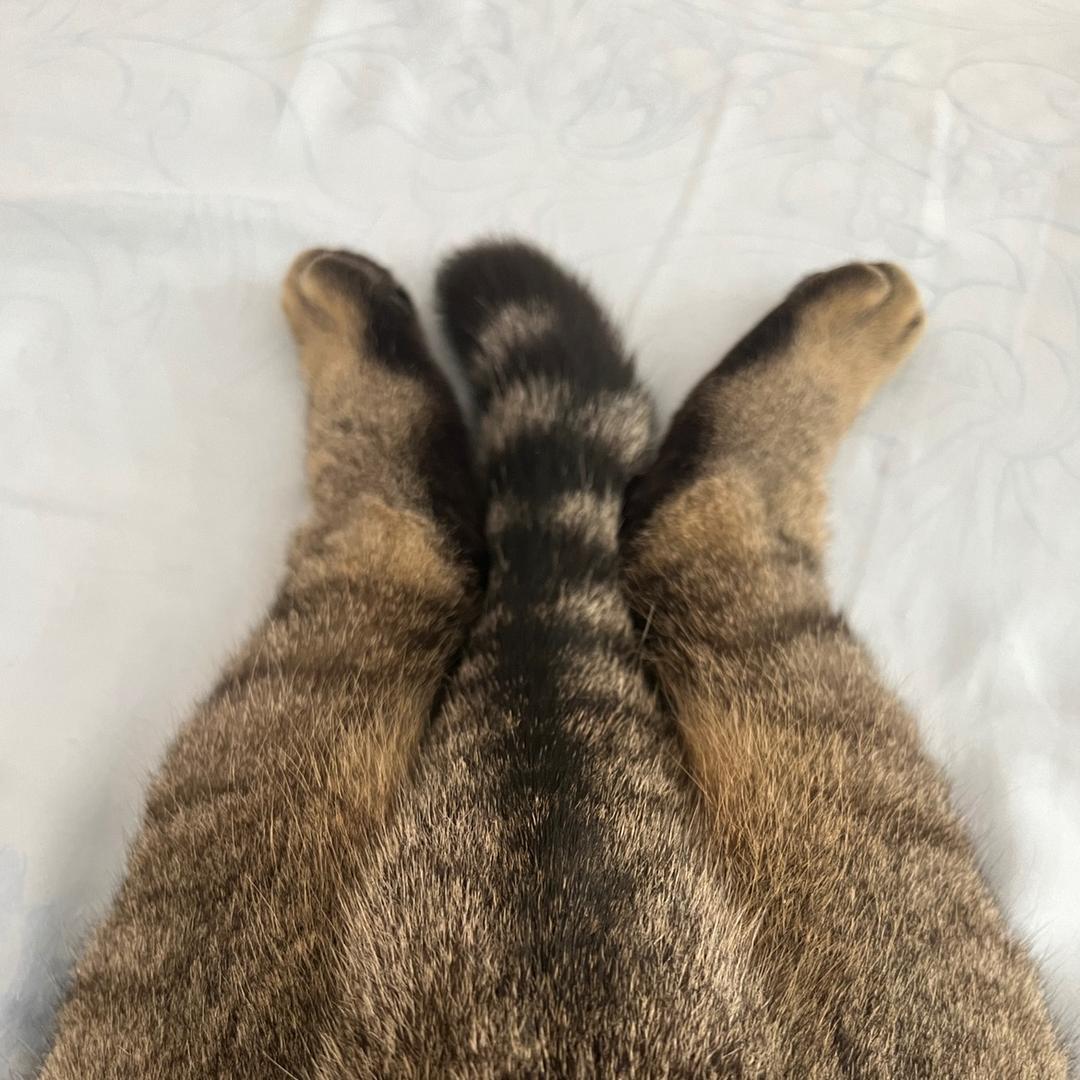 妈咪妈咪哄头像