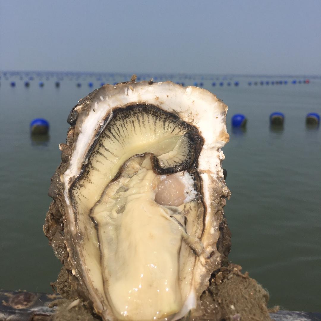 乳山海育宝生蚝