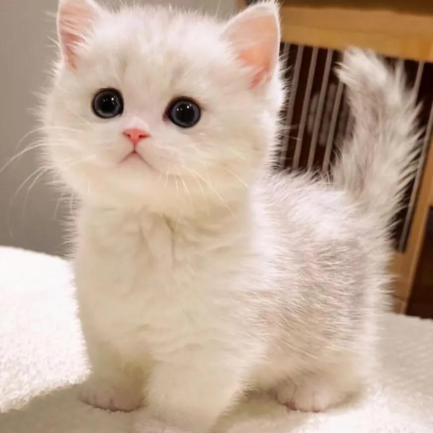 米奇旋风宠物旗舰店狗猫专场