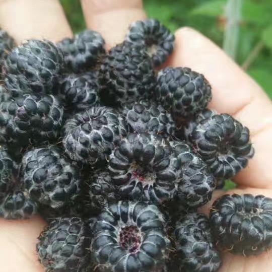 徐树群
