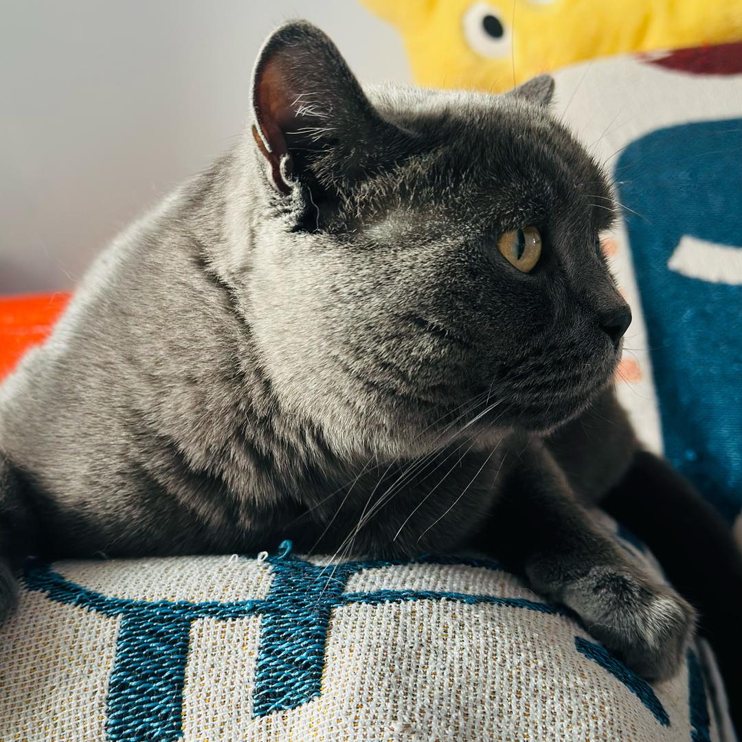 33是只猫