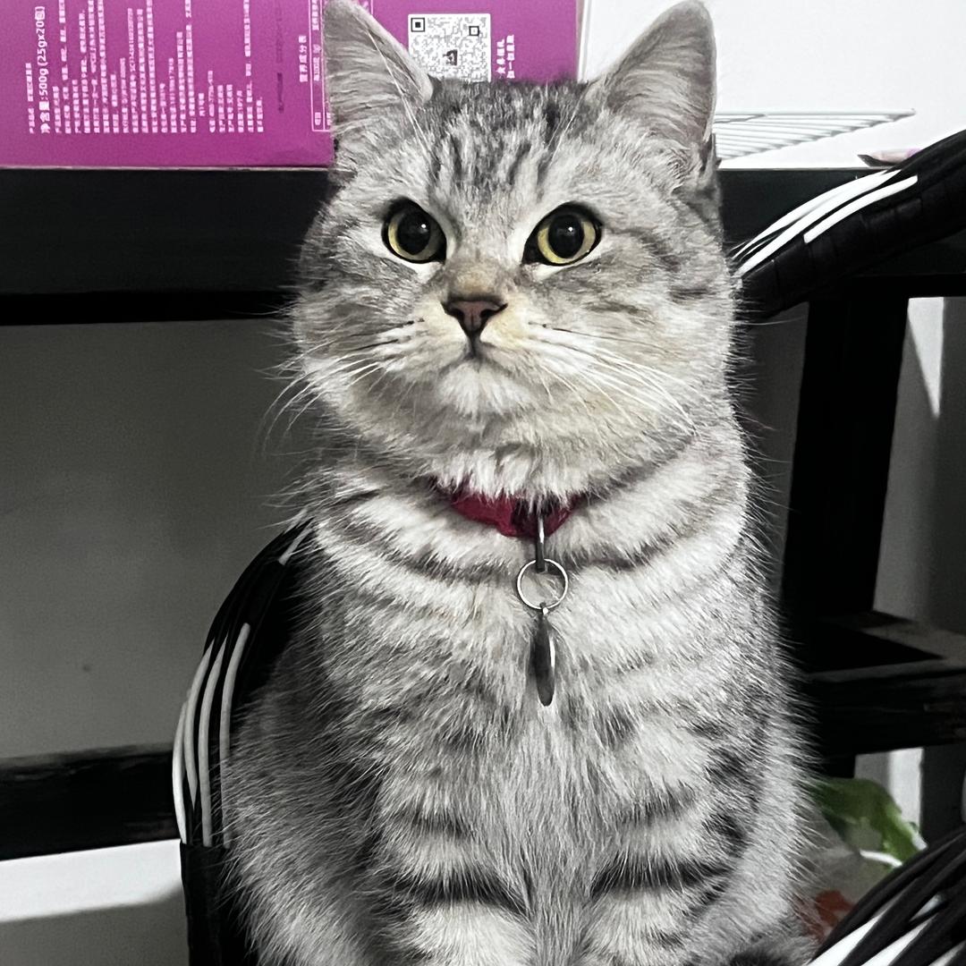 精明能干的宫保鸡丁