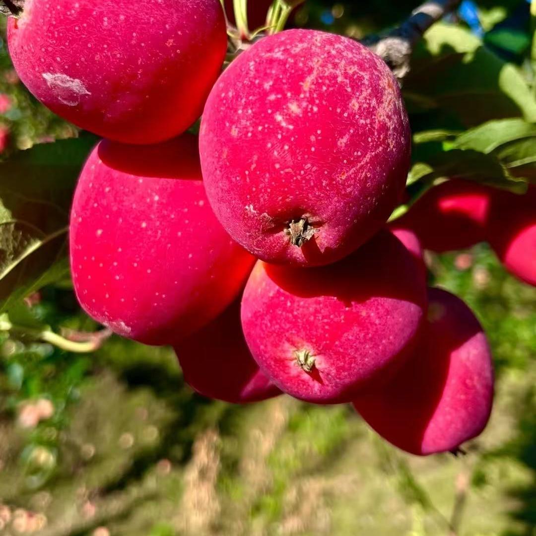 汇沃苗果树苗木专营店