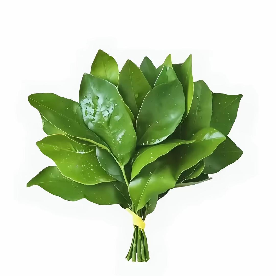 飞鱼当然会飞·