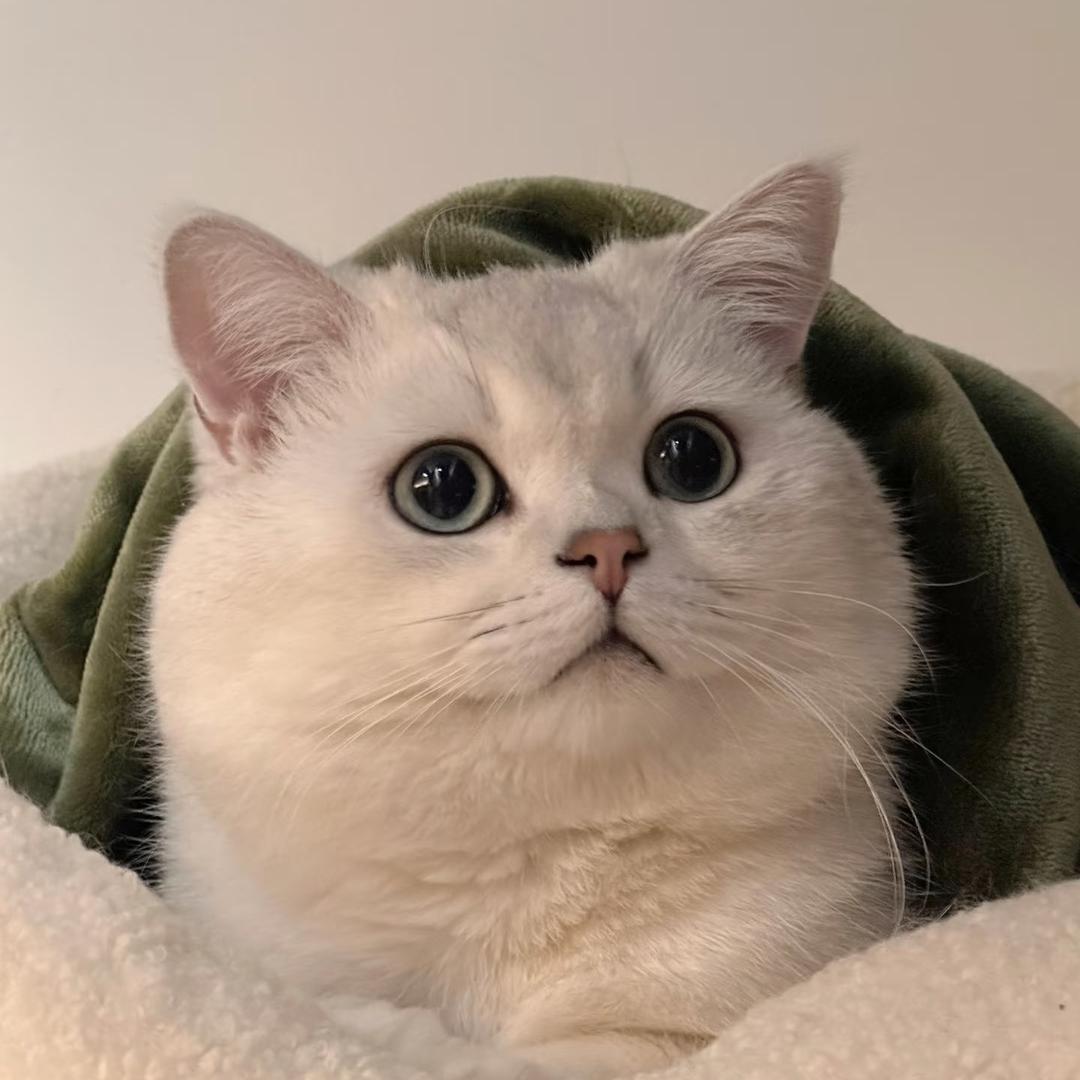 是银渐层来财呀🐾