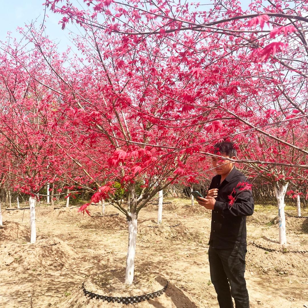 波家花园