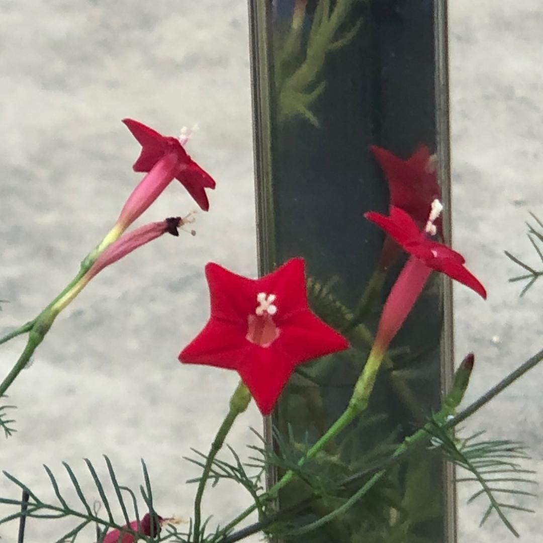 阿紫好物（首播）