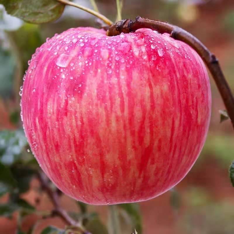 小苹果🍎🍎
