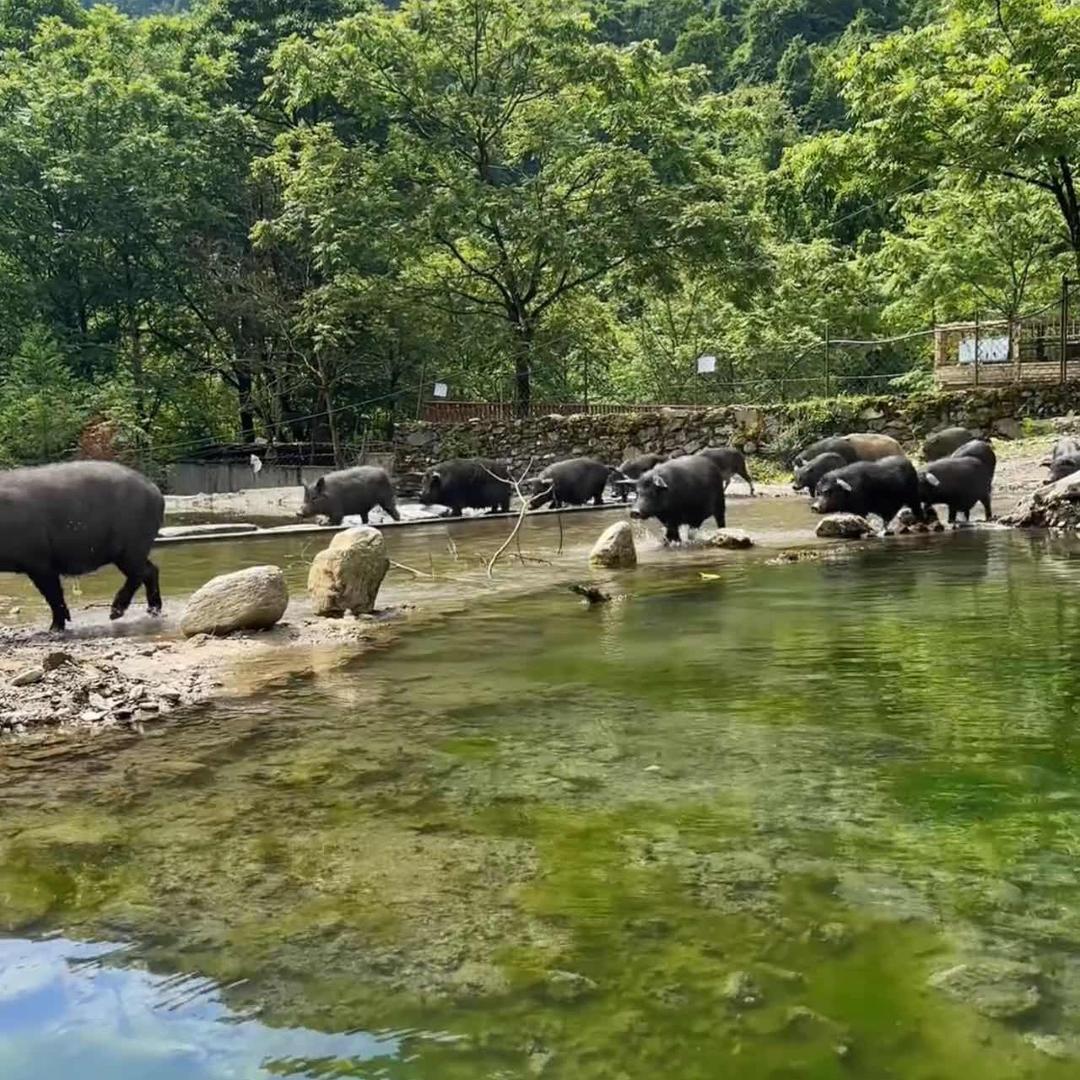 AAA 散养土鸡蛋批发冯哥