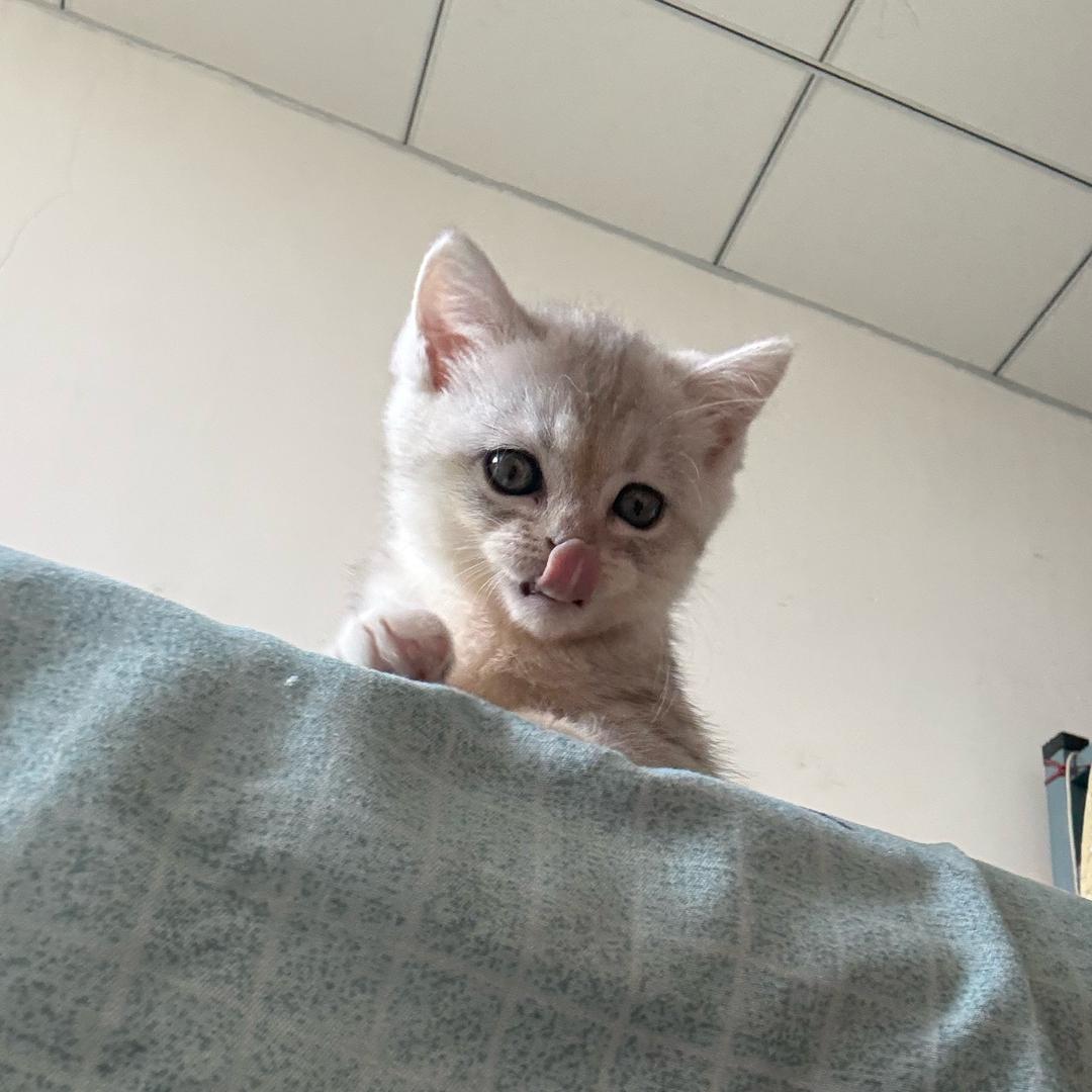 元宝是只猫🐱