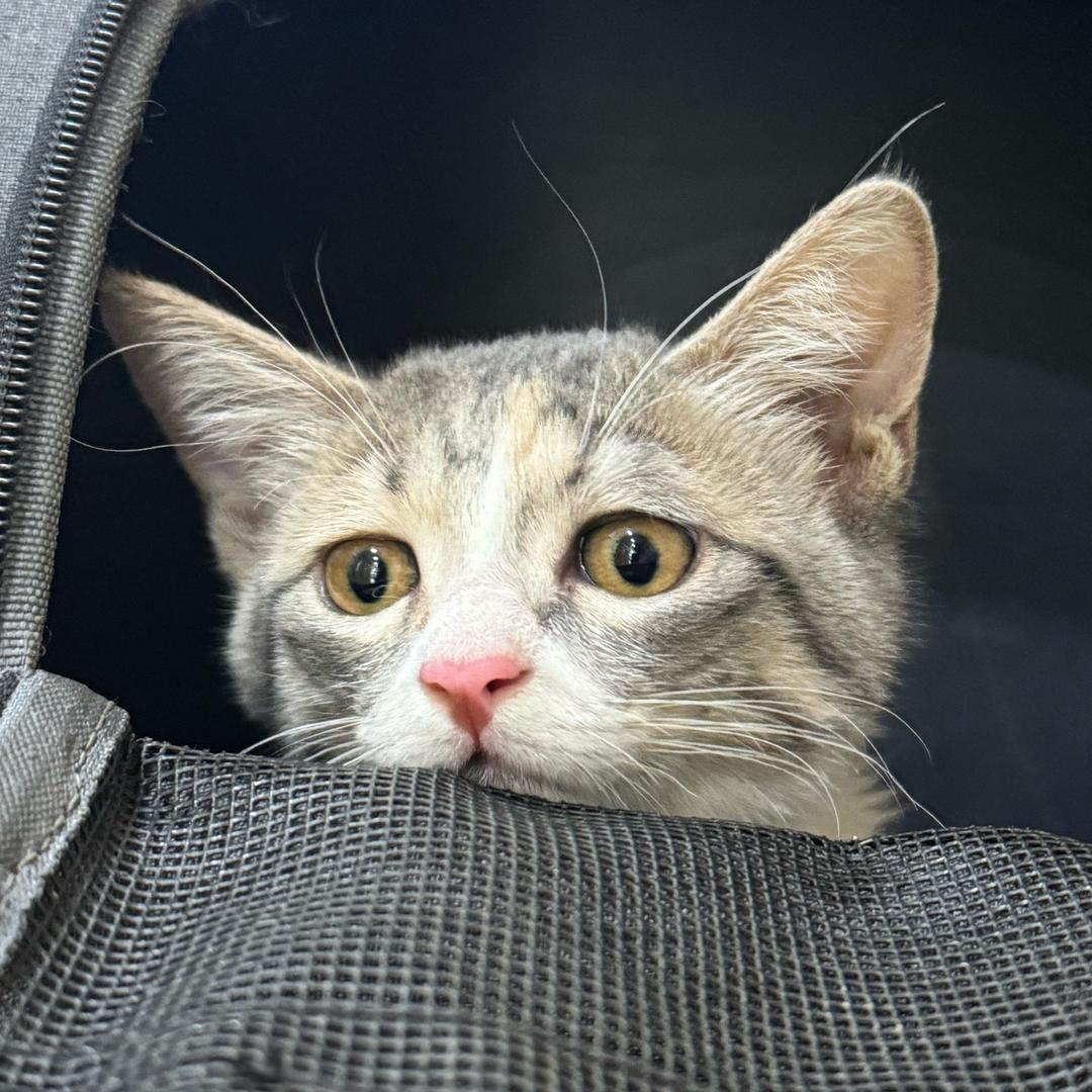 猫三王吃榴莲