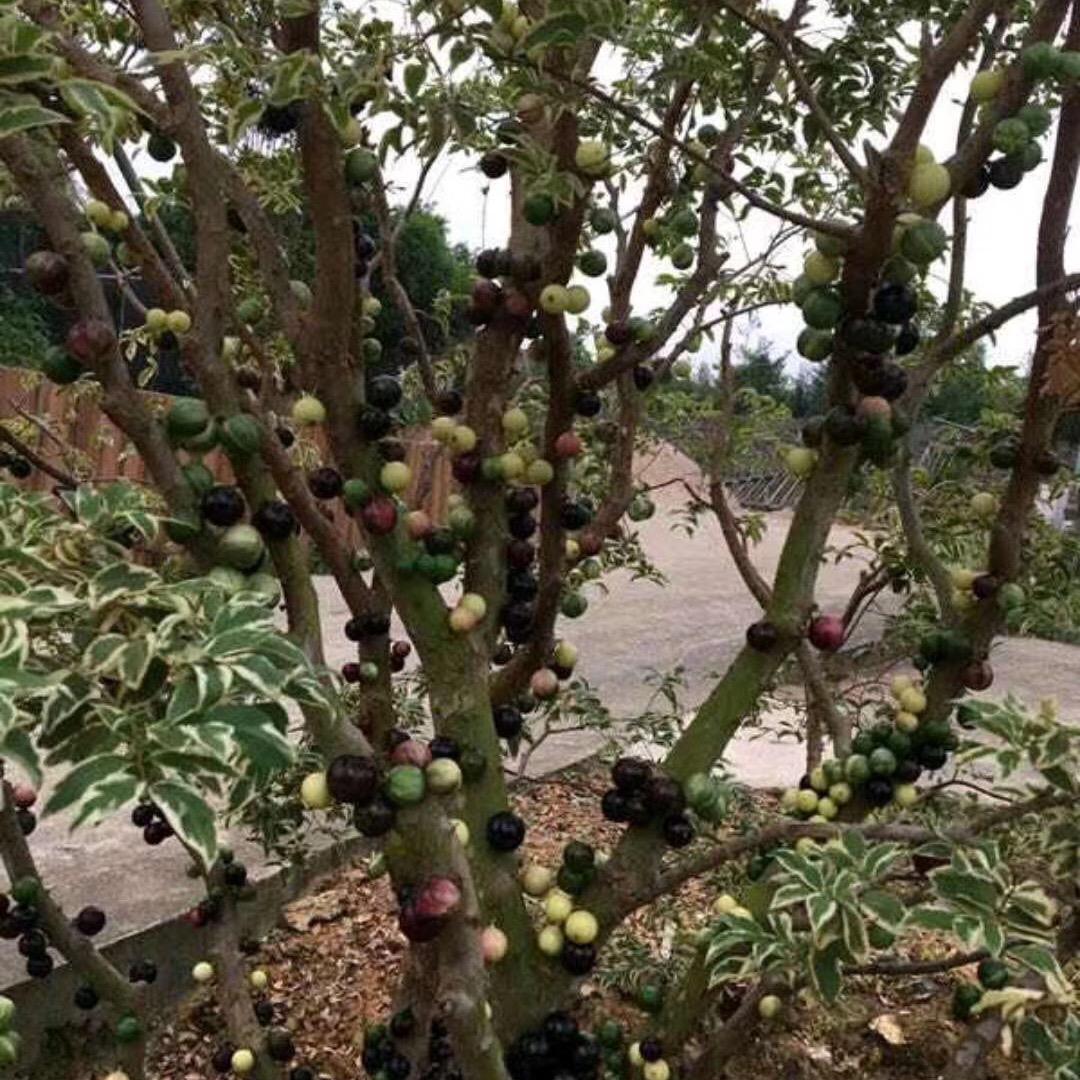 毅发果苗