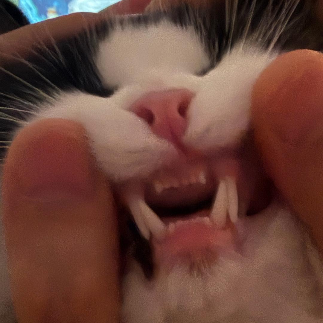 猫头瀛🦉@抖音