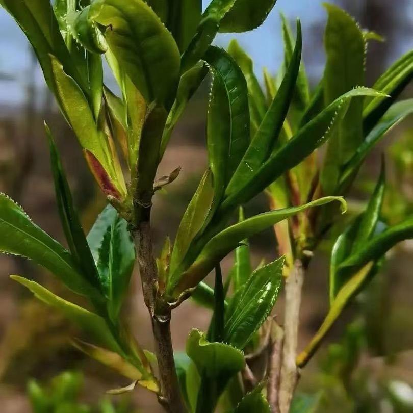 银河浮槎上的茶