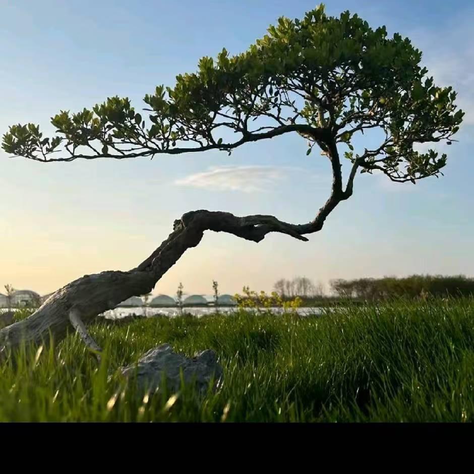 诚盛园林绿化有限公司