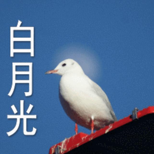 锦鲤岚
