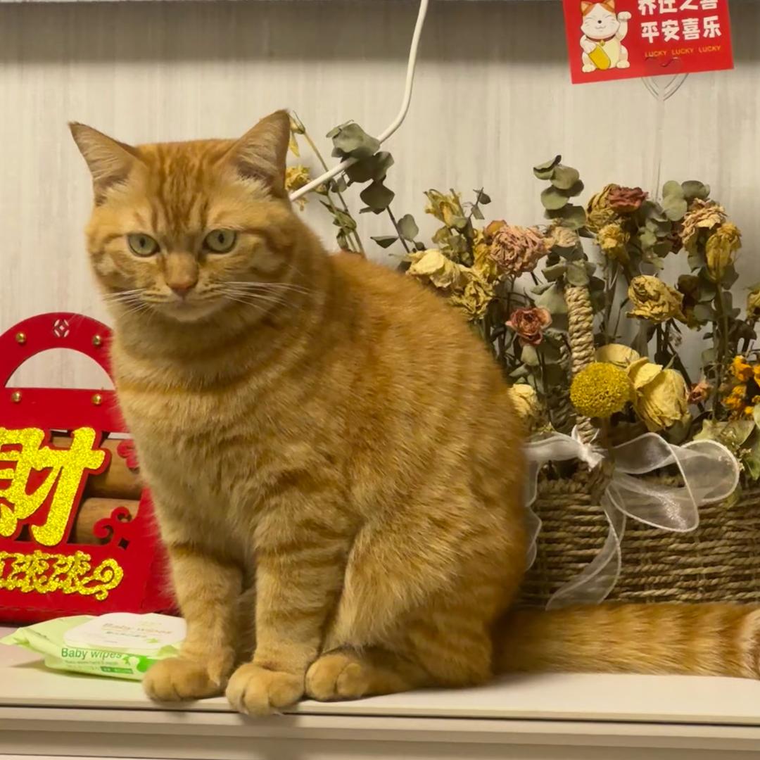噶蛋哥俩儿
