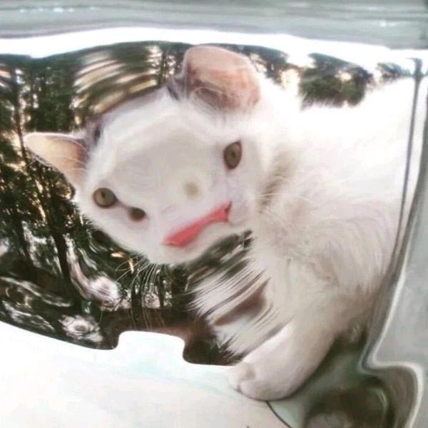 欢欢子