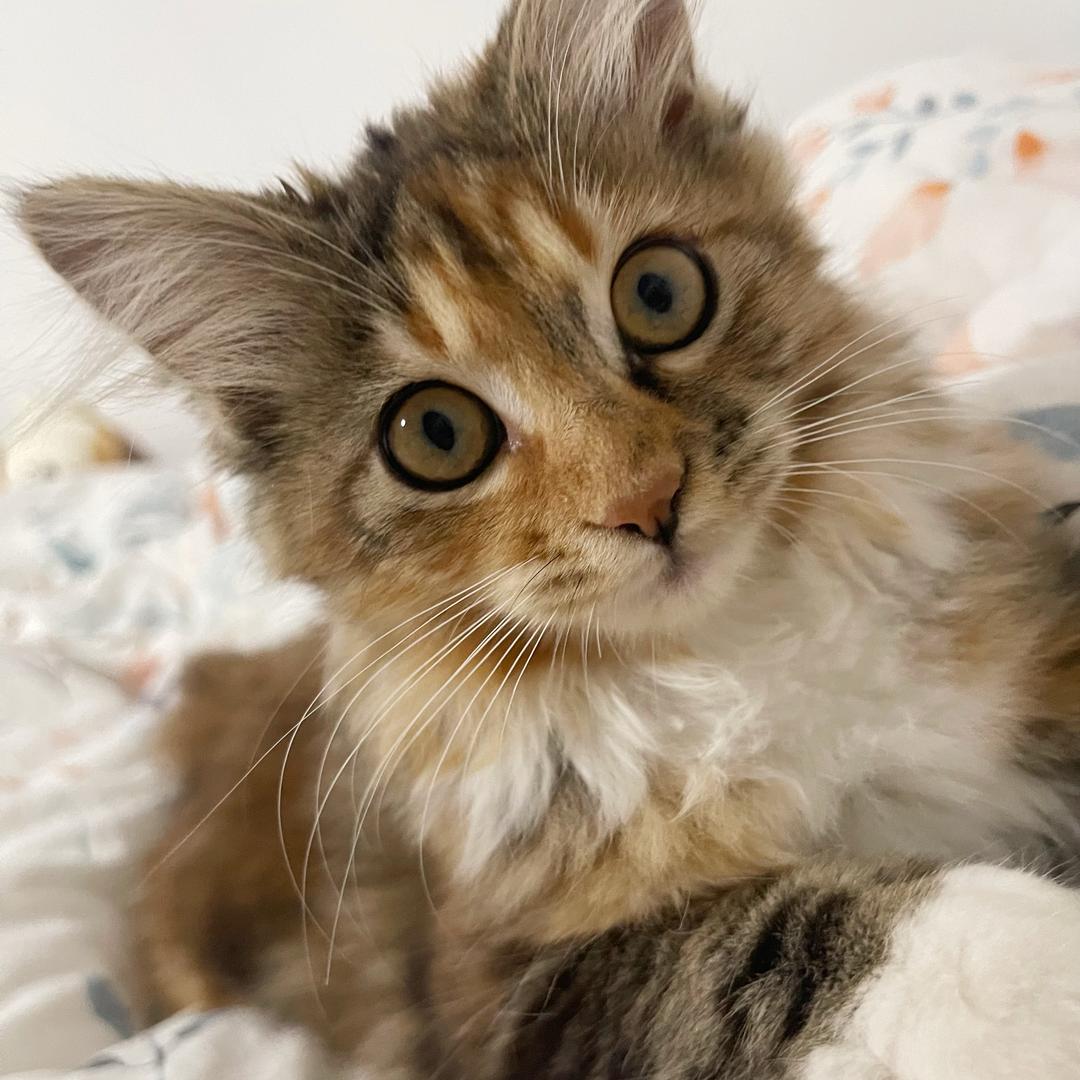 小花爱调皮🐱