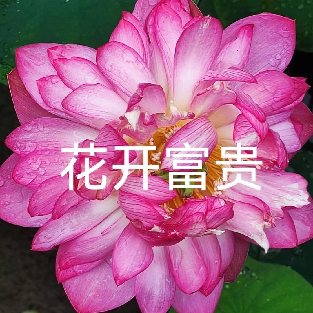 🌸🌸