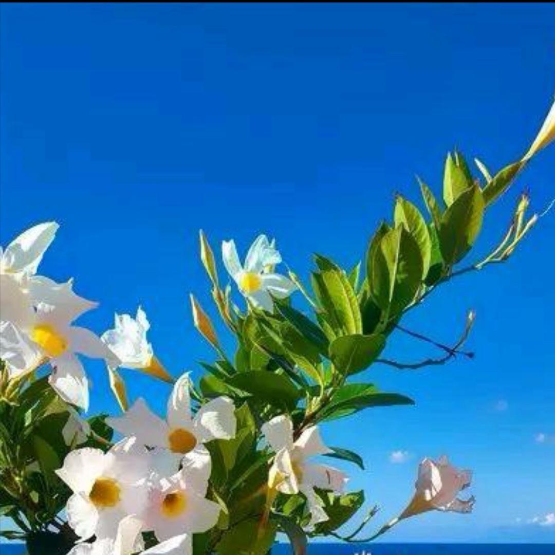 桃花吖