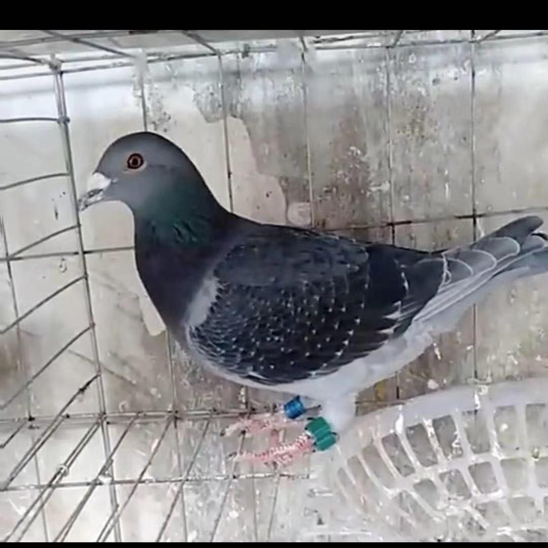 三合鸽业养殖
