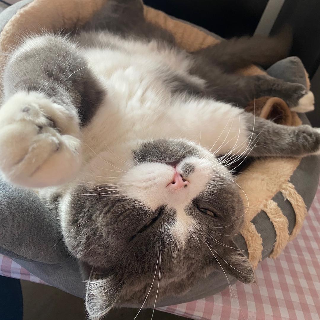 猪猪丁