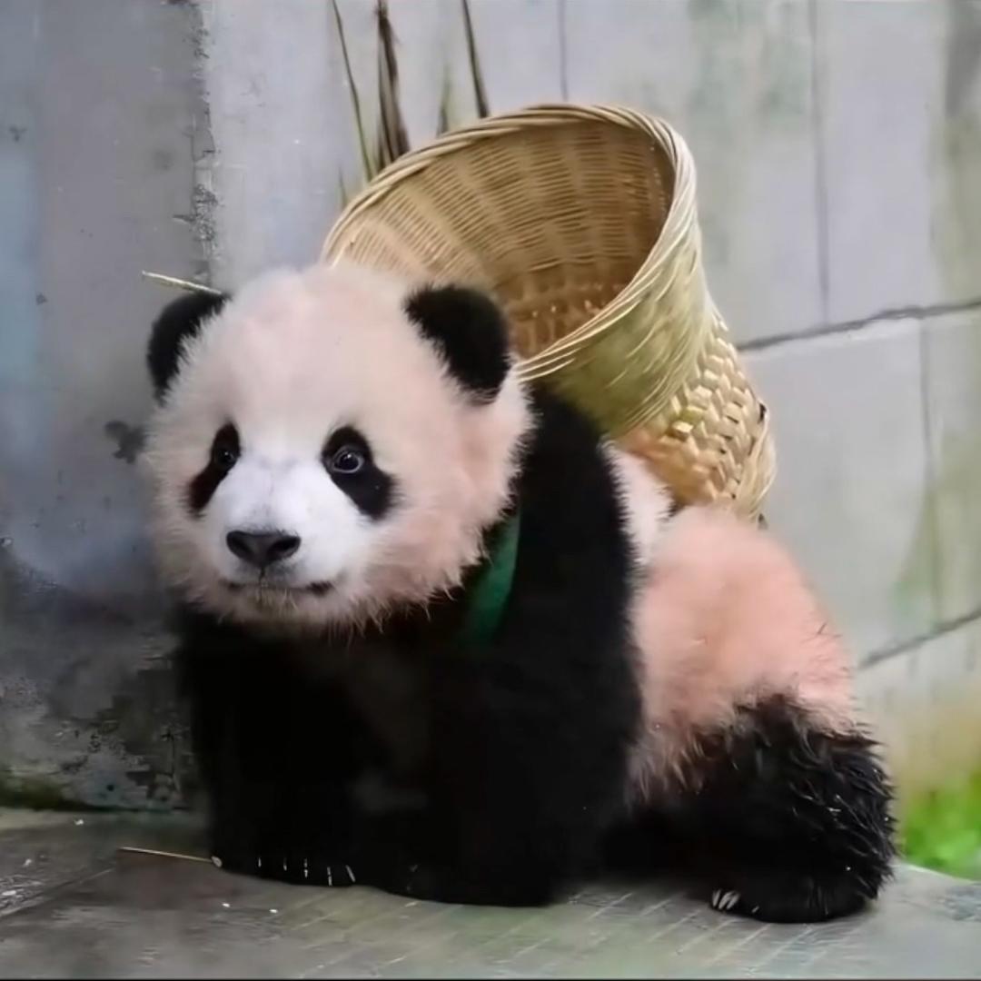 府君