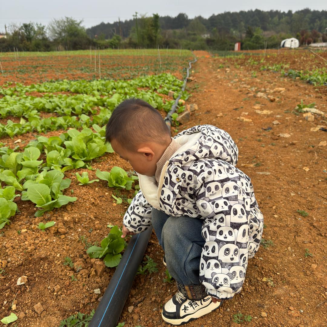 烁烁的有机小菜园