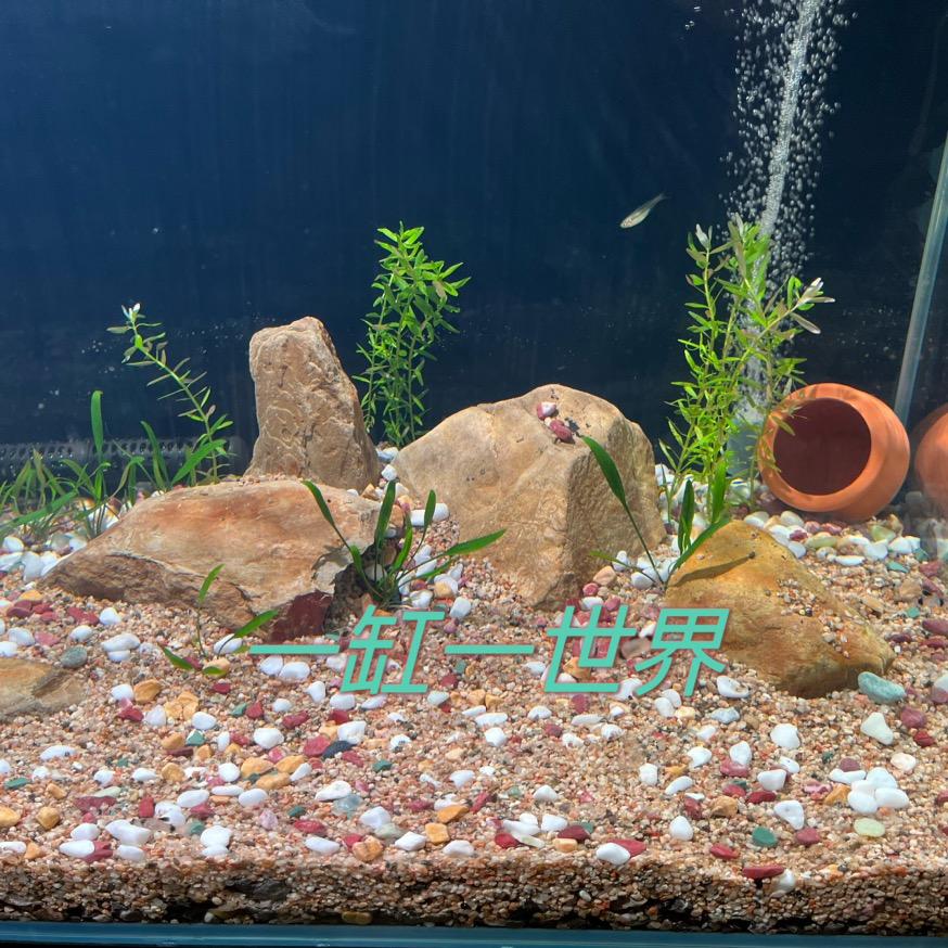 善人居：一缸一世界