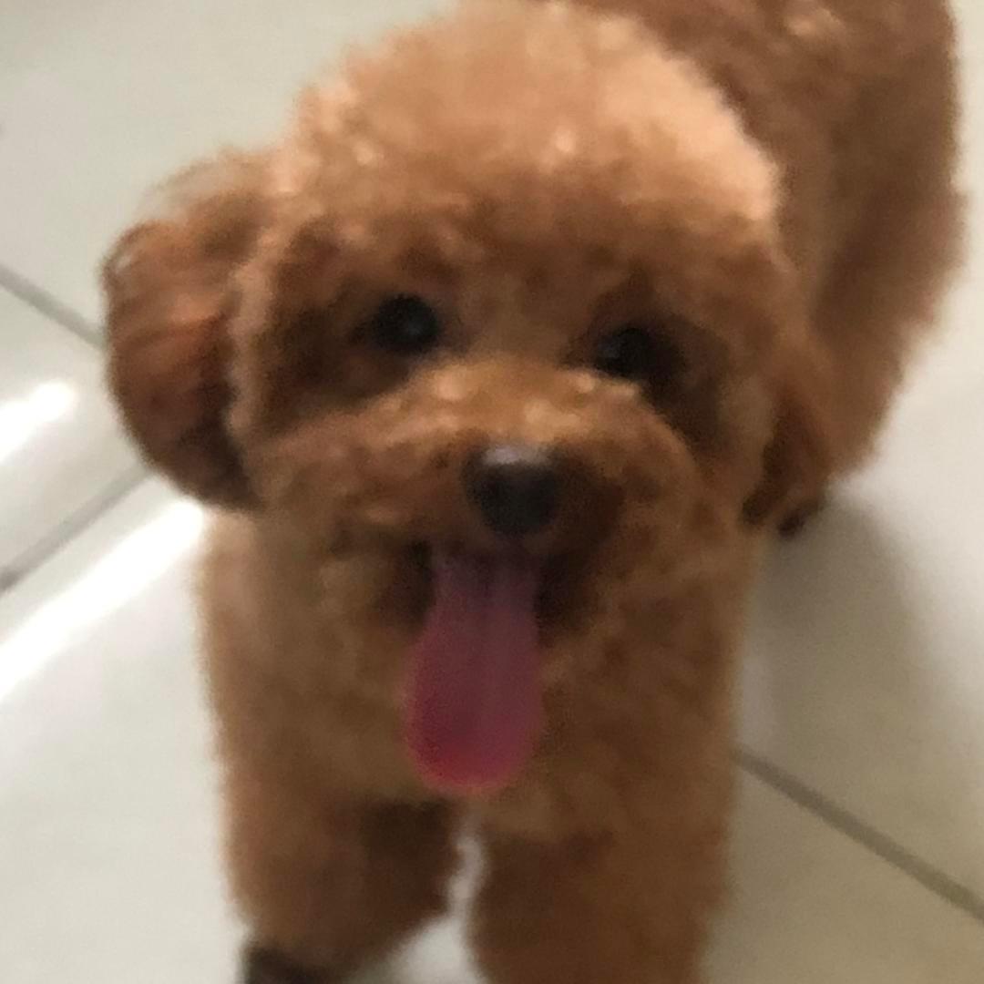 ☘️小媳妇🍀