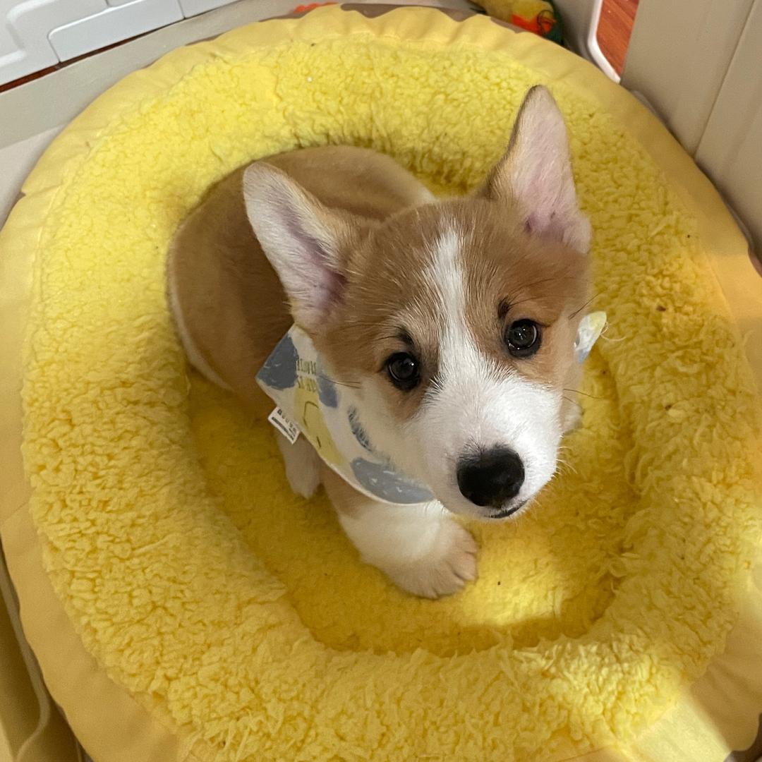 是基仔多米