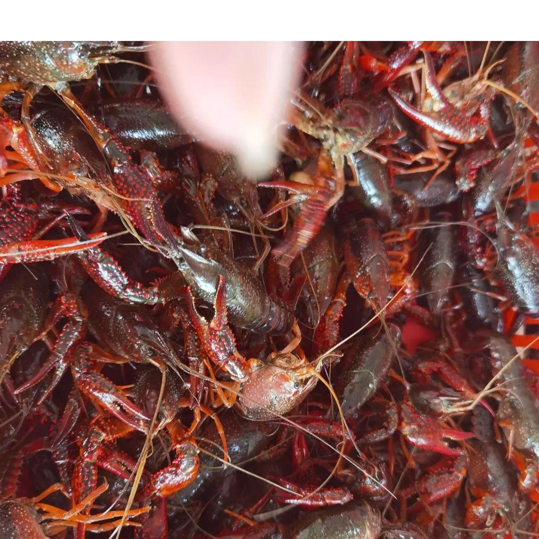 王琼（洪湖王鹏水产小龙虾大闸蟹一手货源）